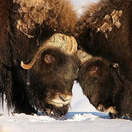 Hotel Kongsvold Fjeldstue