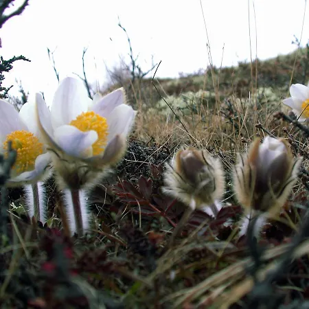 Hotel Kongsvold Fjeldstue Oppdal