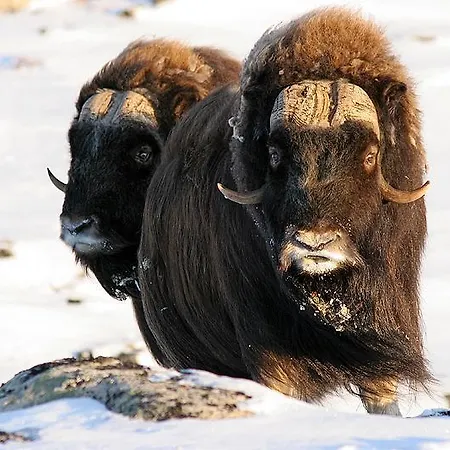 Kongsvold Fjeldstue *