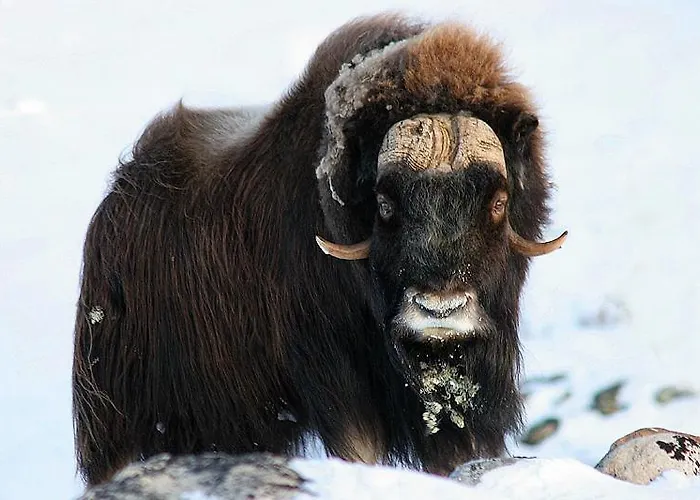 Kongsvold Fjeldstue Hotel Oppdal