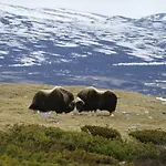 Kongsvold Fjeldstue Hotel Oppdal
